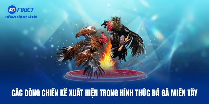 Dòng chiến kê nổi bật trong đá gà miền Tây là gì