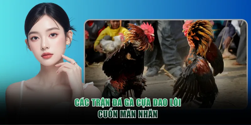 Các trận Đá Gà Cựa Dao lôi cuốn mãn nhãn