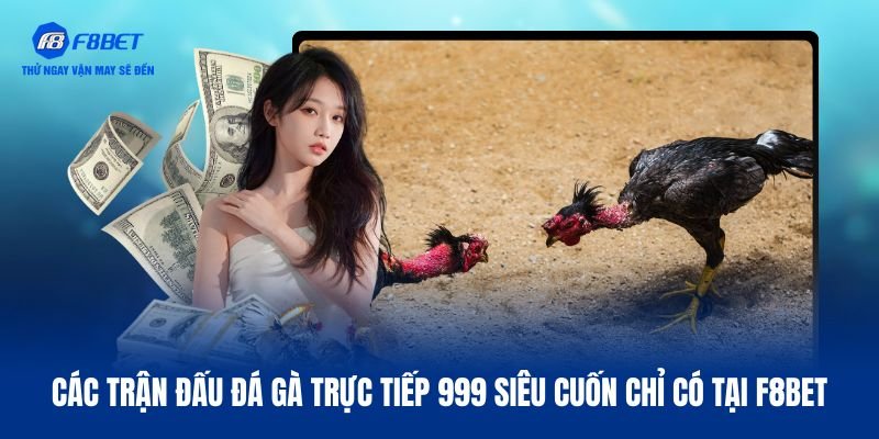 Các trận đấu đá gà trực tiếp 999 siêu cuốn chỉ có tại F8BET