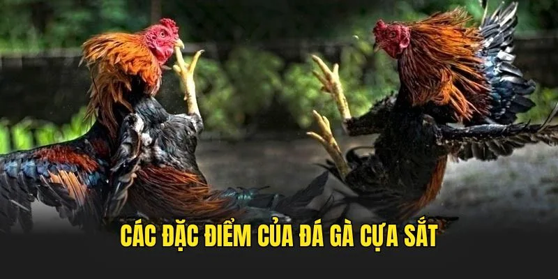 Các nét nổi bật nhất của Đá Gà Cựa Sắt 