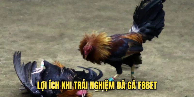 Ưu điểm của chuyên mục Đá Gà F8BET